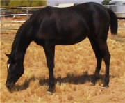 Owned by sister of Diane Devine, Maricopa AZ