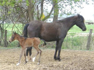 aprilsfilly41506b.jpg