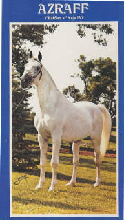 azraff1976.jpg
