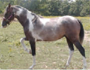 Pintabian