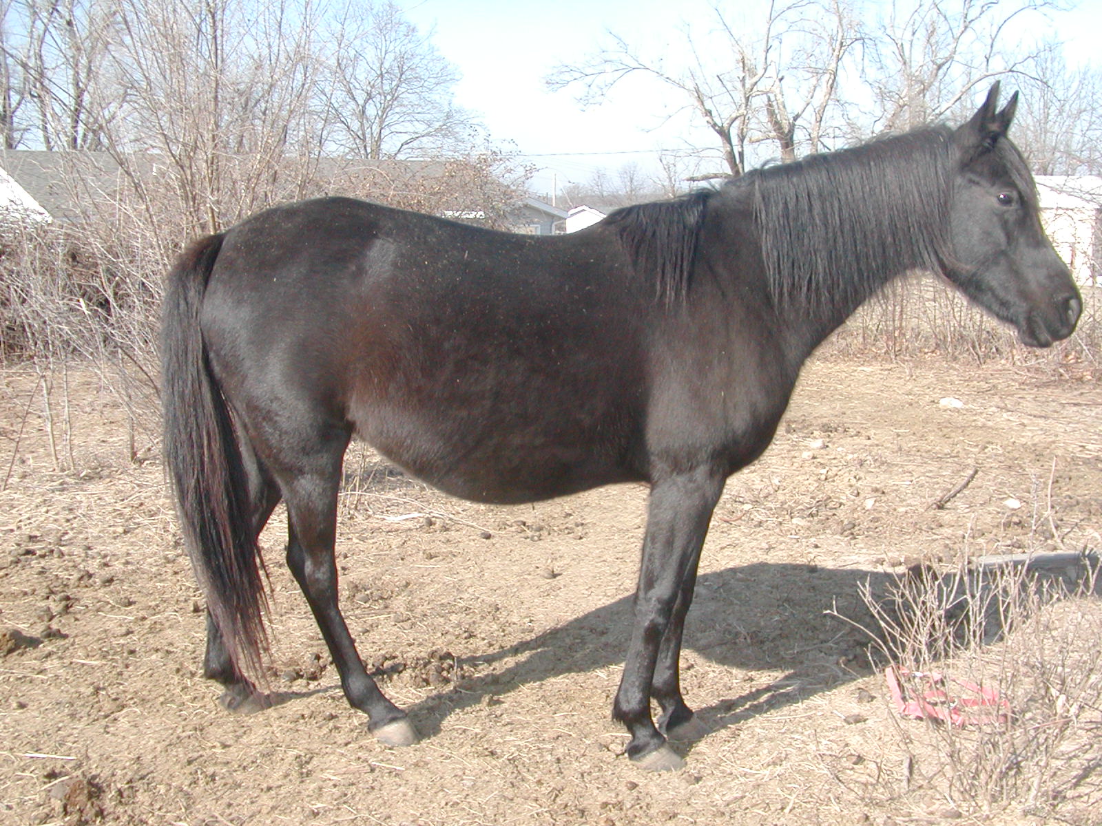 missy2008.jpg